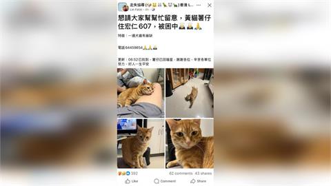 快新聞／香港大火延燒　橘貓「薯仔」被救出仍不幸離世