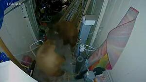 2隻棕熊闖民宅　一言不合車庫打架：「別惹我！」