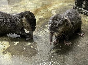 快新聞／出遊留意！ 北市動物園6/12起「連續10天」不對外開放