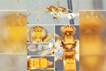 昆蟲學家愛馬林魚隊 新黃蜂命名為「鈴木一朗」