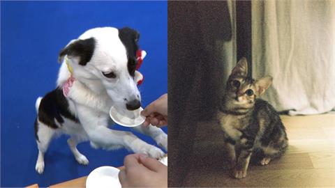 過年出遊、返鄉毛孩不能帶怎麼辦？動保處曝　「3步驟」選合法寵物旅館