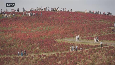 日本茨城縣秋季限定　3萬株「掃帚草」正轉紅超壯觀