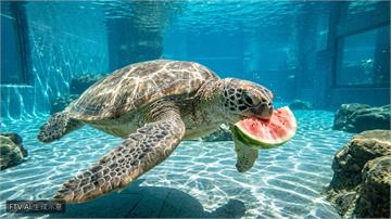 中國合肥高溫肆虐　海洋動物吃冰鎮西瓜、魚凍消暑