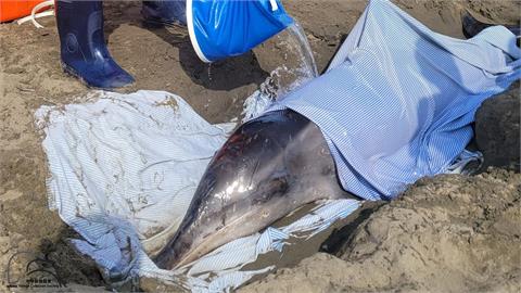 遭槍殺！桃園沙灘驚見海豚「中2槍」擱淺死亡