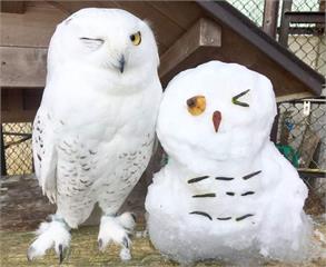 《動物園奇蹟萌照》貓頭鷹可愛的眨眼表情竟然跟雪人完全一致❤