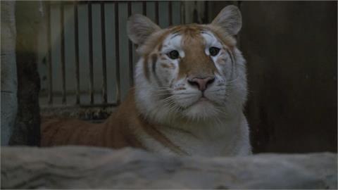 彈跳豬地位危險了！　泰國清邁動物園「黃金虎姊妹花」爆紅