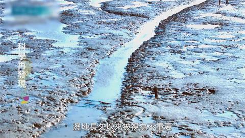 濕地生態豐富　教育成為保育關鍵