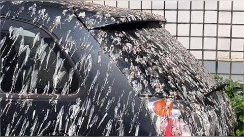 棕、紅、黑車主哭了！美研究鳥「空投炸彈」有顏色喜好　這款車也是最愛