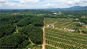 印尼農民棄橡膠改種油棕　產量暴跌恐衝擊全球輪胎業