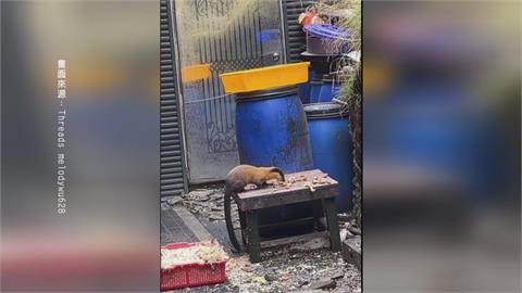 排雲山莊驚見黃猴貂吃廚餘buffet　恐傳染疾病　玉管處承諾加強改善