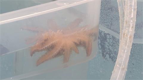 「向日葵海星」瀕臨滅絕　加州研究團隊展開人工培育