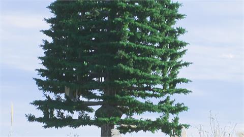 獨家／陽明山停車場長出兩棵怪樹！要價百萬「偽裝用」