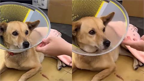 無辜浪浪慘遭「拋下高樓」惡劣行徑全被拍！冷血男「這原因」下毒手更怒了