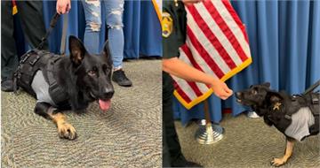 7歲警犬挺身救3警「左前腳中彈」　截肢後重返警局畫面惹哭全網
