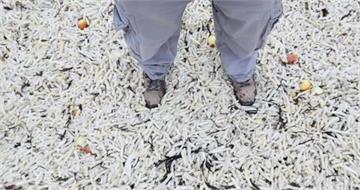 海灘現「薯條海嘯」　貨櫃落海數千袋沖上岸、恐危害生態