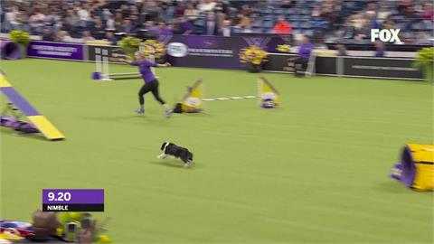 狗界奧斯卡頭一遭　混種犬「米克斯」打敗群雄奪冠