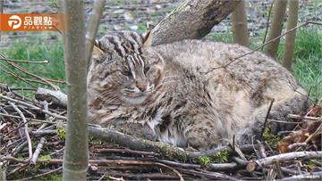 石虎血染公路！穿越公路慘遭「路殺」吐血慘死