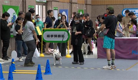 高雄「毛孩嗷運會」最終場　犬力衝刺障礙賽場面逗趣