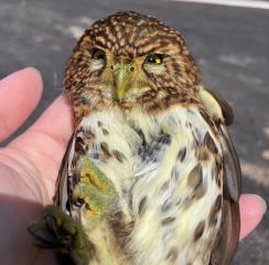 貝殼廟旁車頂驚見呆萌「憤怒鳥」久不飛離　動保處即刻救援