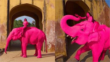 65歲大象遭「塗滿粉紅顏料」後死亡　網怒轟：虐待動物，不是藝術