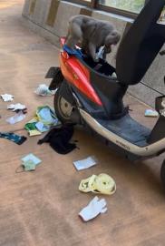 有影／母猴帶小猴掀機車坐墊　動物園小編淪苦主錄影宣導