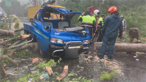 「海葵」直撲台東！父子開車上路遇「路樹坍塌」　一度受困
