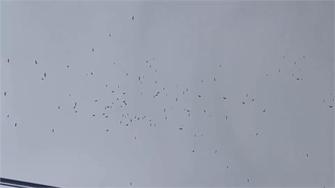 天氣漸暖灰面鵟鷹掠過彰化八卦山　賞鷹迷驚喜不已