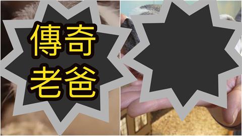 偷闖禁區「極樂3週」激戰百次全命中！晉升「傳奇奶爸」超勇真身曝光