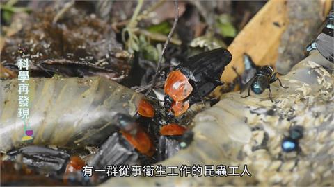 讓生命循環利用　清道夫埋葬蟲的奧妙