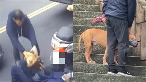 比特犬首次咬人找議員「喬事」？動保處還原真相：飼主曾允諾「封死車窗」