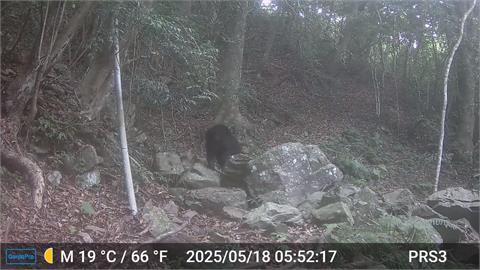 有bear來！台中南勢部落巡守隊　二度拍到台灣黑熊身影
