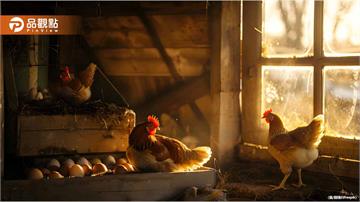 彰化爆H5N1禽流感疫情！6萬隻蛋雞慘遭撲殺