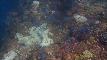 史上最大規模！台灣珊瑚白化嚴重 至少1/3死亡