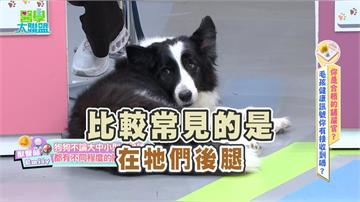 余祥銓《醫學大聯盟》毛孩體重過重壽命減 2 年？ 「關節炎 7 倍風險」