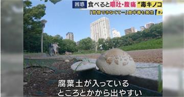 大阪公園毒菇瘋長！外型肥美「誤食恐嘔吐腹瀉」　專家：難根除
