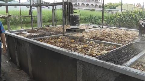 全國禁廚餘養豬15天　養豬協會：共體時艱不能走回頭路