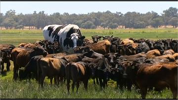 澳洲公牛高194公分 體型魁梧逃過屠宰命運