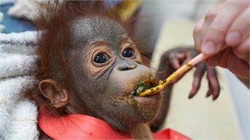母女大團員！木柵動物園人工哺育紅毛猩猩寶寶「秀彩」將重回媽媽懷抱