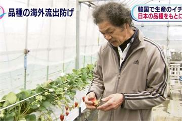 南韓章姬草莓日本種 日農民大表不滿