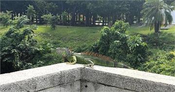 驚見巨型綠鬣蜥竄入草叢!3年後再度現蹤綠島爆生態警報 專家揭可能原因