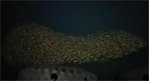 「深海怪物」現身澎湖合界漁港？上萬條臭肚魚夜間群聚成奇景