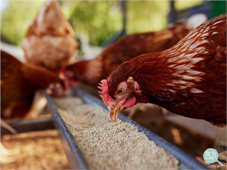 肉雞也得補鈣!飼料效率差1% 養雞場一年多虧2400萬美元