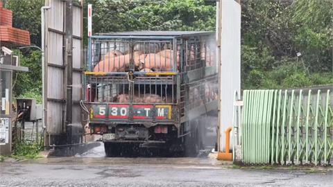 噁！北部CAS認證肉品商　疑處理「斃死豬」髒亂環境解剖