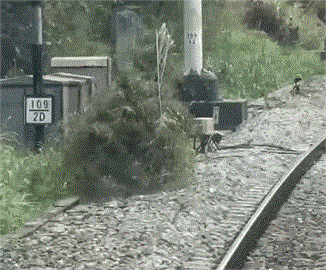 影／火車鐵軌旁有埋伏？司機驚見「移動草叢」急減速...警查出原因要罰了