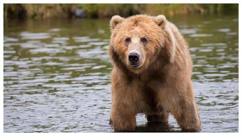 國家公園驚見「臥熊藏鮭」　呆萌棕熊「青蛙蹲」石頭上：晚餐吃啥？