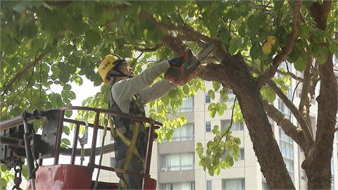 防巴威重演蘇迪勒3千棵路樹倒伏! 北市公園處全面修剪