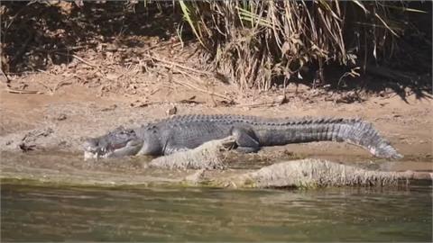 澳洲庫努納拉湖區鹹水鱷魚復育成功　五年暴增兩倍反變危機！
