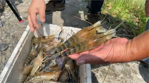 餐廳.釣蝦場關閉　泰國蝦上萬斤養在池裡大滯銷