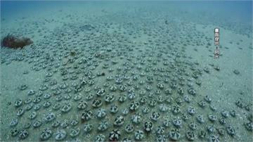 墾丁出現上萬隻海膽 遷徙畫面超壯觀