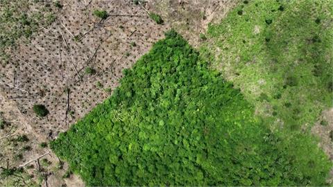 亞馬遜雨林有救了? 巴西新總統打擊濫伐 
